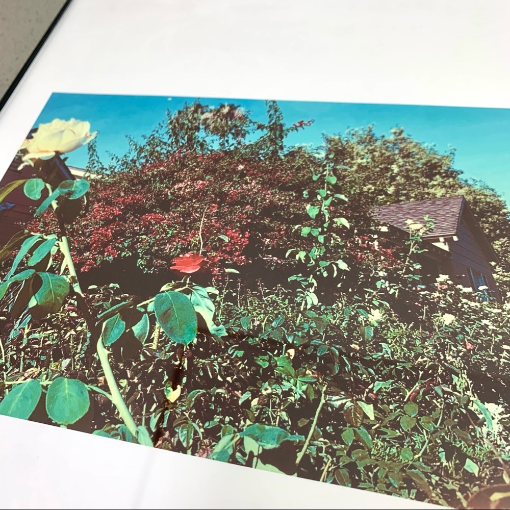 Lovely Star Original Photography Print